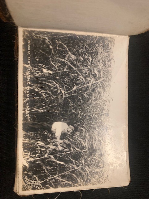 A man standing in a tall field of Broom Corn in the Magic Valley.