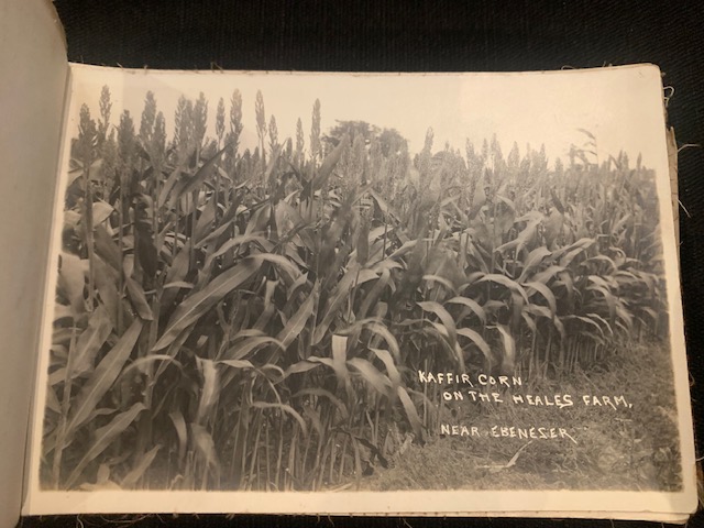 A field of Kaffir Corn on the Heales Farm near Ebenezer, Texas.