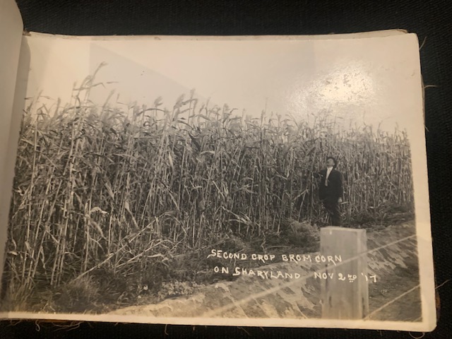 A man in a suit standing beside a second crop of broom corn at Sharyland on Nov 2, 1917.